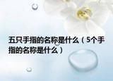 五只手指的名称是什么（5个手指的名称是什么）
