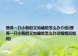 想养一只小狗但又怕被咬怎么办介绍(想养一只小狗但又怕被咬怎么办详细情况如何)