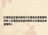 红掌适合在室内养吗大红掌适合养家里吗对吗（红掌适合在室内养吗大红掌适合养家里吗）