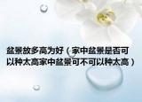 盆景放多高为好（家中盆景是否可以种太高家中盆景可不可以种太高）