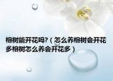 榕树能开花吗?（怎么养榕树会开花多榕树怎么养会开花多）