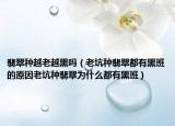 翡翠种越老越黑吗（老坑种翡翠都有黑班的原因老坑种翡翠为什么都有黑班）
