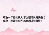 草鱼一年能长多大 怎么喂才长得快些（草鱼一年能长多大 怎么喂才长得快）