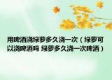 用啤酒浇绿萝多久浇一次（绿萝可以浇啤酒吗 绿萝多久浇一次啤酒）