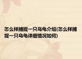 怎么样捕捉一只乌龟介绍(怎么样捕捉一只乌龟详细情况如何)