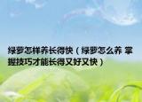 绿萝怎样养长得快（绿萝怎么养 掌握技巧才能长得又好又快）