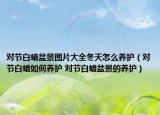 对节白蜡盆景图片大全冬天怎么养护（对节白蜡如何养护 对节白蜡盆景的养护）