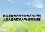世界上最大的龟有多大?介绍(世界上最大的龟有多大?详细情况如何)