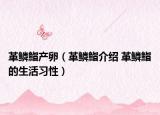 革鳞鮨产卵（革鳞鮨介绍 革鳞鮨的生活习性）