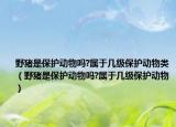 野猪是保护动物吗?属于几级保护动物类（野猪是保护动物吗?属于几级保护动物）