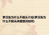 罗汉鱼为什么不起头介绍(罗汉鱼为什么不起头详细情况如何)