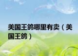 美国王鸽哪里有卖（美国王鸽）