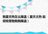狗夏天热怎么降温（夏天太热 如何给宠物狗狗降温）