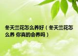 冬天兰花怎么养好（冬天兰花怎么养 你真的会养吗）