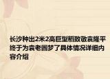 长沙种出2米2高巨型稻致敬袁隆平 终于为袁老圆梦了具体情况详细内容介绍