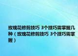 玫瑰花修剪技巧 3个技巧需掌握几种（玫瑰花修剪技巧 3个技巧需掌握）