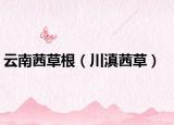 云南茜草根（川滇茜草）