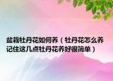盆栽牡丹花如何养（牡丹花怎么养 记住这几点牡丹花养好很简单）