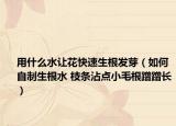用什么水让花快速生根发芽（如何自制生根水 枝条沾点小毛根蹭蹭长）
