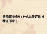 盆景哪种好养（什么盆景好养 推荐这几种!）