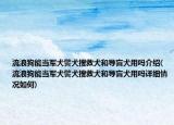 流浪狗能当军犬警犬搜救犬和导盲犬用吗介绍(流浪狗能当军犬警犬搜救犬和导盲犬用吗详细情况如何)