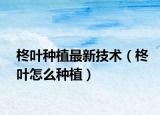 柊叶种植最新技术（柊叶怎么种植）