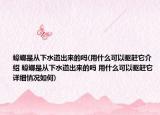 蟑螂是从下水道出来的吗(用什么可以驱赶它介绍 蟑螂是从下水道出来的吗 用什么可以驱赶它详细情况如何)