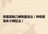 罂粟苗栽几棵算是违法（种罂粟苗多少颗犯法）