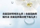 含笑花好养吗怎么养（含笑花的养殖方法 含笑花养殖注意下面几点）