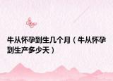 牛从怀孕到生几个月（牛从怀孕到生产多少天）