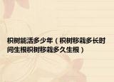 枳树能活多少年（枳树移栽多长时间生根枳树移栽多久生根）
