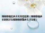 辣椒移栽后多少天开花结果（辣椒移栽多长时间才生根辣椒移栽多久才生根）