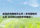 盆栽多肉植物怎么养（多肉植物怎么养 分分钟让你的多肉爆盆）