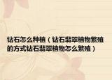钻石怎么种植（钻石翡翠植物繁殖的方式钻石翡翠植物怎么繁殖）