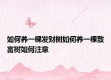 如何养一棵发财树如何养一棵致富树如何注意