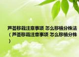 芦荟移栽注意事项 怎么移植分株法（芦荟移栽注意事项 怎么移植分株）