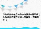 发财树的养殖方法和注意事项一帆风顺（发财树的养殖方法和注意事项 一定要做好）
