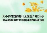大小葵花鹦鹉有什么区别介绍(大小葵花鹦鹉有什么区别详细情况如何)