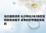 当日最新消息 长沙种出2米2高巨型稻致敬袁隆平 袁老的梦想真的实现的