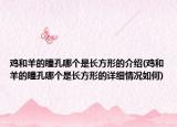 鸡和羊的瞳孔哪个是长方形的介绍(鸡和羊的瞳孔哪个是长方形的详细情况如何)