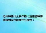 沧州种植什么农作物（沧州能种哪些植物沧州能种什么植物）
