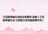 兰花的养殖方法和注意事项 盆栽（兰花的养殖方法 让你的兰花也能枝繁叶茂）