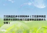 兰花换盆后多长时间浇水（兰花夏季换盆需要多长时间生根兰花夏季换盆需要多久生根）
