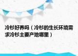 冷杉好养吗（冷杉的生长环境需求冷杉主要产地哪里）