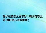 栀子花要怎么养才好（栀子花怎么养 做好这几点很重要）