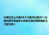 杜鹃花怎么扦插?多少天就可以移开?（杜鹃花野外移栽多长时间生根杜鹃移栽多久才能生根）