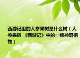 西游记里的人参果树是什么树（人参果树 《西游记》中的一棵神奇植物）