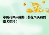 小葵花凤头鹦鹉（葵花凤头鹦鹉指名亚种）