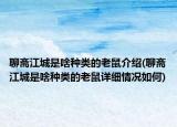 聊斋江城是啥种类的老鼠介绍(聊斋江城是啥种类的老鼠详细情况如何)