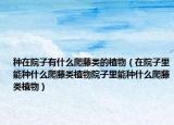 种在院子有什么爬藤类的植物（在院子里能种什么爬藤类植物院子里能种什么爬藤类植物）